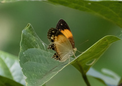 Cupha