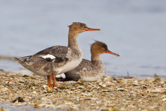 Red-Breasted Merganser photo 4
