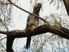 Batrachostomus cornutus