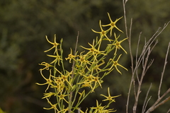 Anthocercis littorea