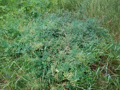 Thalictrum minus