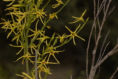 Anthocercis littorea