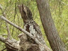 Batrachostomus cornutus