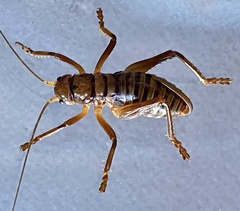 Gryllacrididae