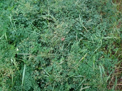 Thalictrum minus