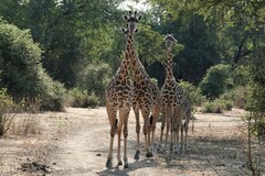 Giraffa camelopardalis thornicrofti