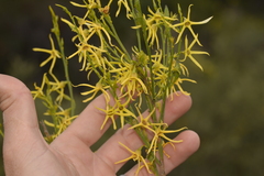 Anthocercis littorea