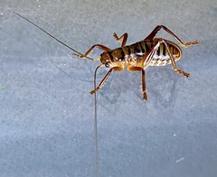 Gryllacrididae