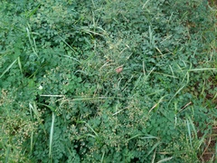 Thalictrum minus