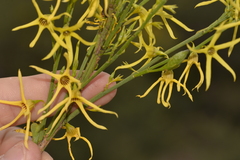 Anthocercis littorea