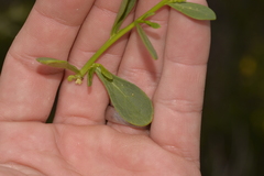 Anthocercis littorea