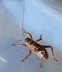 Gryllacrididae