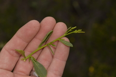 Anthocercis littorea