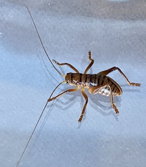 Gryllacrididae