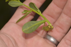 Anthocercis littorea