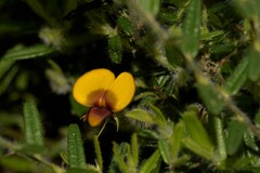 Bossiaea eriocarpa