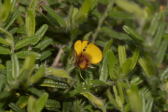 Bossiaea eriocarpa