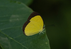 Eurema candida