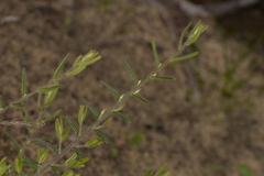 Bossiaea eriocarpa
