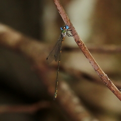 Synlestes tropicus