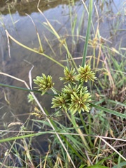 Cyperus