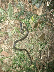 Crotaphopeltis hotamboeia