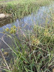 Cyperus