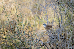 Curruca melanocephala