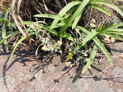 Helichrysum diffusum