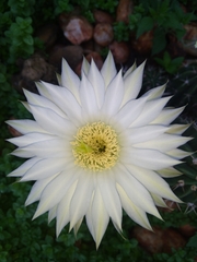 Echinopsis rhodotricha