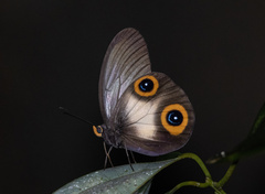 Taenaris macrops