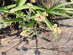 Helichrysum diffusum
