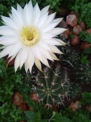 Echinopsis rhodotricha