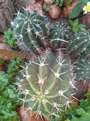 Echinopsis rhodotricha