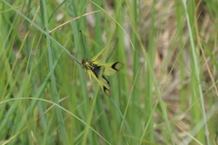 Libelloides longicornis