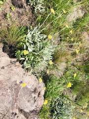 Helichrysum acutatum