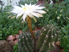 Echinopsis rhodotricha