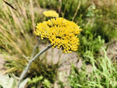 Helichrysum acutatum