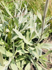 Helichrysum acutatum