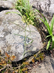 Asclepias praemorsa