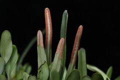 Pyrrosia