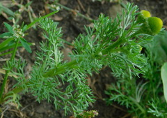 Matricaria discoidea