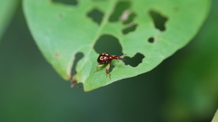 Attelabidae