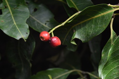 Syzygium nervosum