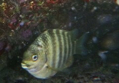 Abudefduf septemfasciatus