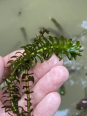 Egeria densa