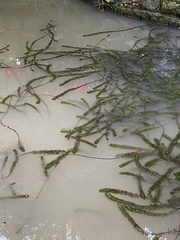 Egeria densa