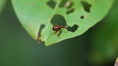 Attelabidae