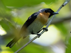 Symposiachrus trivirgatus