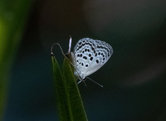 Luthrodes buruana